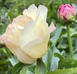Domus Aureus IMG_0885